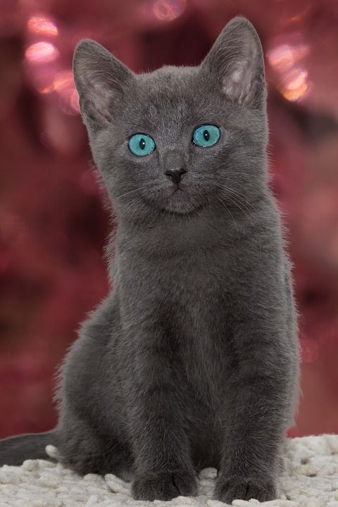 猫 小的 年轻 灰色的 小猫 可爱的 家畜 脸 蓬松的 美丽的