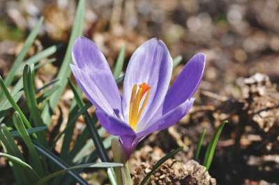 番红花 虹膜家族 紫色 大器晚成 盛开 开花 春天 春天的预兆