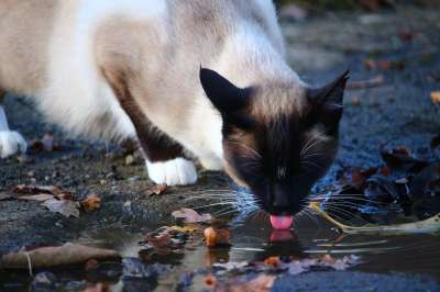 猫 水坑 水 喝 舌头 暹罗