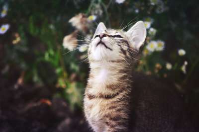 猫 Kitty猫 微小的
