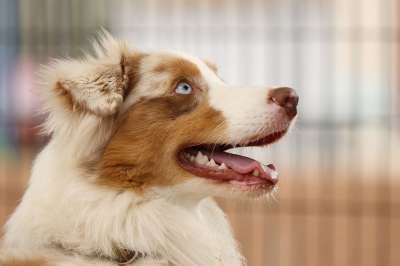 狗 品种 澳大利亚牧羊犬 肖像 头 眼睛 国内的 棕色的狗