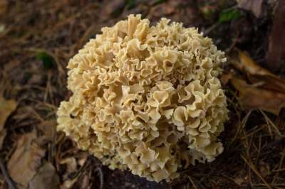 蘑菇 海绵状的 花椰菜蘑菇 落下 森林