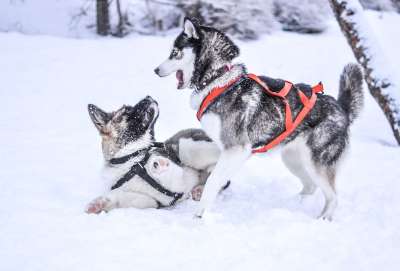 冬天 雪 小狗 宠物 动物 可爱的 白色的 寒冷的 友谊 犬类