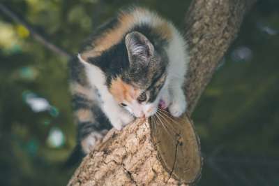 猫咪 动物医院 动物 老虎 毛皮 猫 哺乳动物 捕食者 可爱的