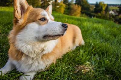 沉思的 沉思 思维 观看 看着 彭布罗克威尔士柯基犬 威尔士柯基犬