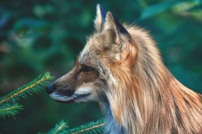 狐狸 野生动物 动物肖像 自然 生物 野生公园