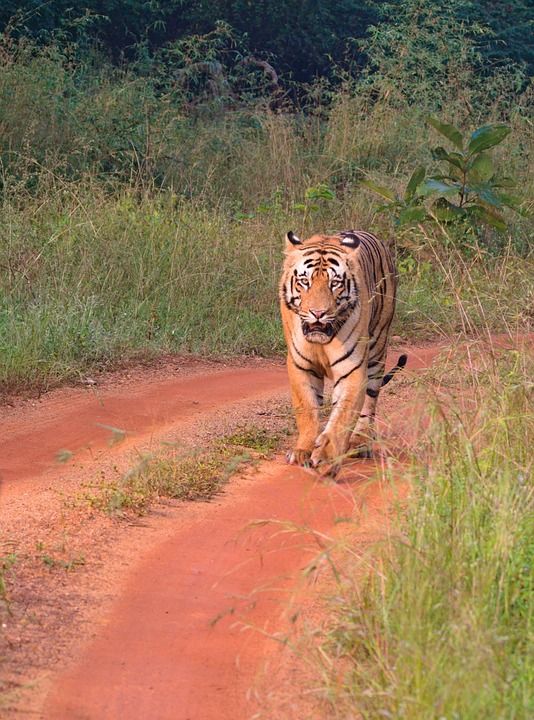 老虎 野生动物 丛林 猫 猫科动物 野生猫 大猫 条纹 橙皮毛