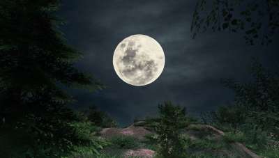 月亮 森林 月光 景观 满月 夜晚 自然 夜间 场景 背景