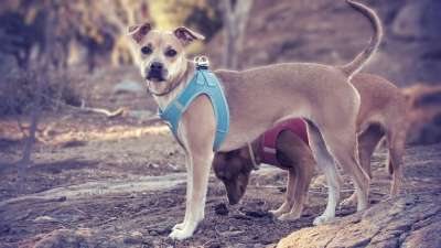 小狗 吉祥物 比特犬 被驯服的 年轻 肖像 小 狗 搞笑