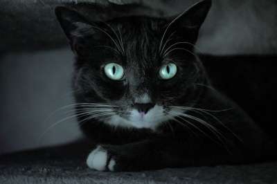猫 灰色的 白色的 小猫 动物 宠物 猫科动物 可爱的 肖像