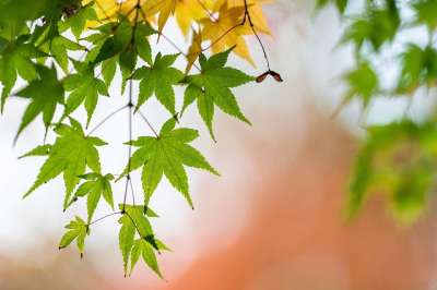 树叶 叶子 分行 树 植物 鸡爪槭 绿色 秋天