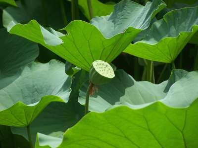 莲花 莲花种子头 树叶 叶子 绿化 水生植物 植物 植物群 自然