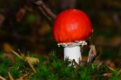 毒菌 森林 红色的 苔藓 关闭