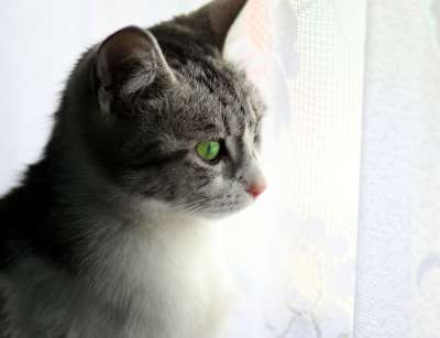 那只猫 看 窗户 猫似的 动物 灰色的 美丽