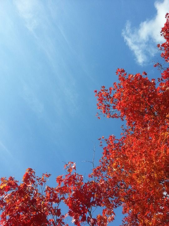 秋季 秋天的树叶 天空 秋天的天空 红色的枫叶 深秋 景观