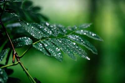 树 枝杈 树枝 降雨 飞沫 自然降雨 叶上水 湿的
