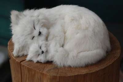 猫 动物 可爱的 母亲 婴儿 家庭 爱情 小憩 波斯语