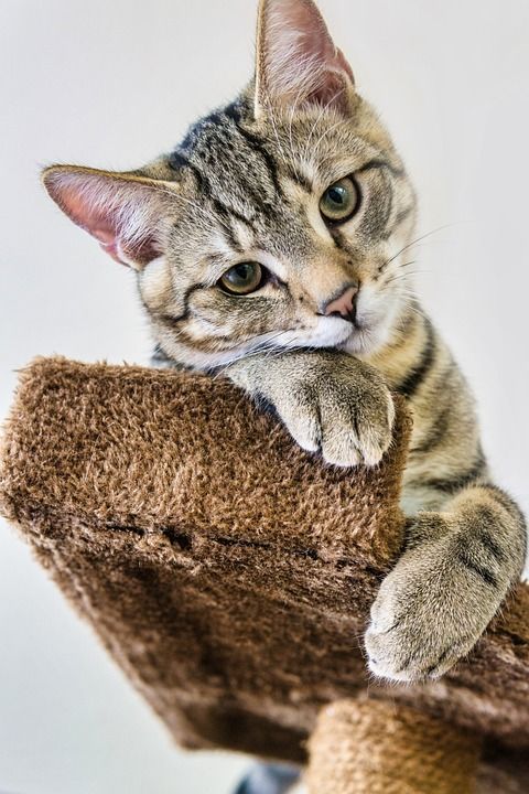 宿醉 鲭鱼 说谎 玩的小猫 家猫 家畜 可爱的 猫 猫宝宝