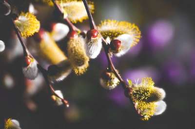 柳 开花 春天 柳树 植物 分行 关闭 春天的迹象 春季觉醒