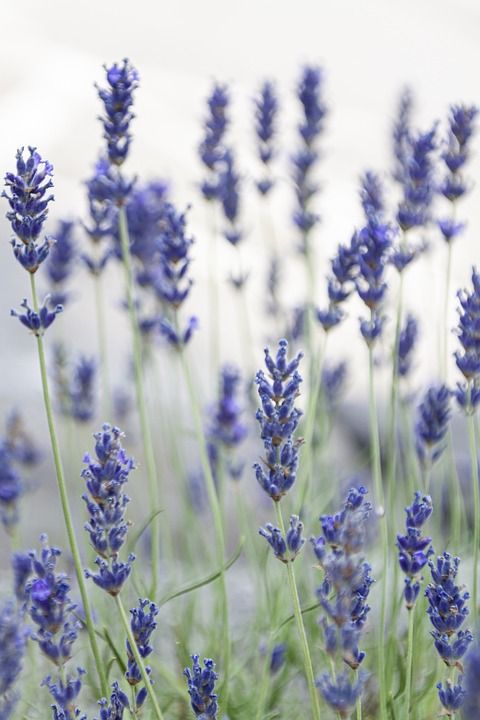 薰衣草 花朵 Levanduľové 场 紫色的花朵 盛开 植物群