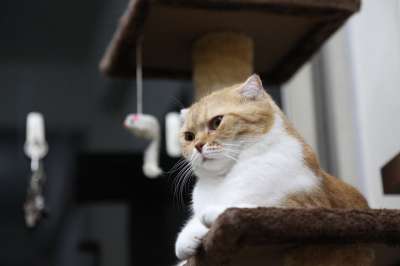 猫 自豪 王 老虎 头 宠物 动物 小猫
