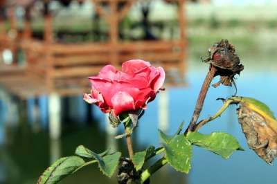 玫瑰 花 秋天 绝经 图 别的一年 在秋天 粉色的 性质