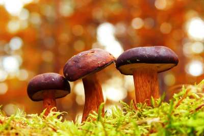 Podgrzybki 蘑菇 家庭 散景 下 秋天 四季 植被