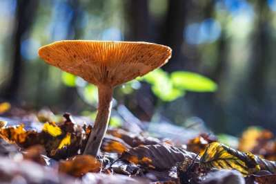 蘑菇 菌 真菌学 森林地面 野生蘑菇 自然 秋天 落下 森林