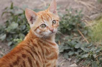 猫 动物 老虎 宠物 狮子 可爱的 肖像 农场 甜的
