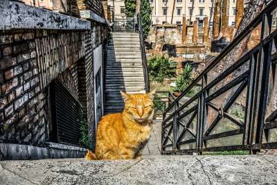 猫 猫科动物 基蒂 罗马 意大利 意大利语 庇护所 迷路 动物