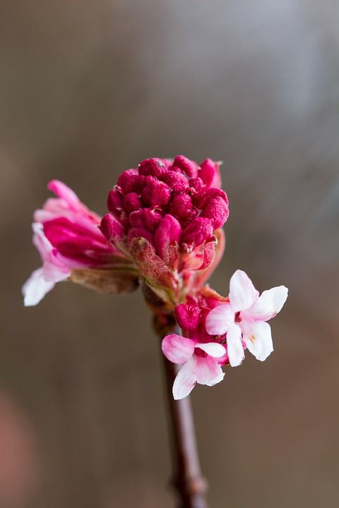 花 芽 滚雪球 冬天的雪球 植物群 开花 自然 植物学 生长