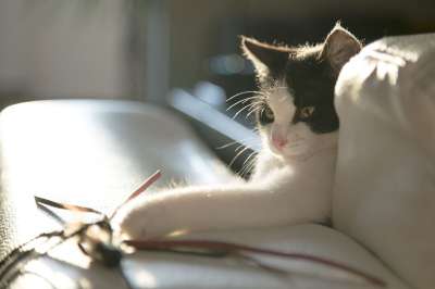 猫 小猫 基蒂 黑色的 白色的 播放 玩耍 玩具 光 日出
