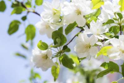 海棠花 春天 春日 暖阳 唯美 Flower 鲜花 海棠花
