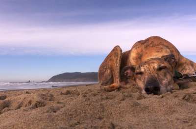 狗 赛车手 老虎 灵缇犬 救援 海滩 海岸 沿海 冲浪 沙