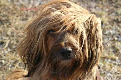 梗犬 母狗 西藏小猎犬 家畜 动物 狗 肖像 脸 头 头发