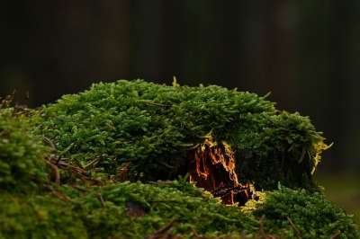 森林 苔藓 自然 树木 荒野
