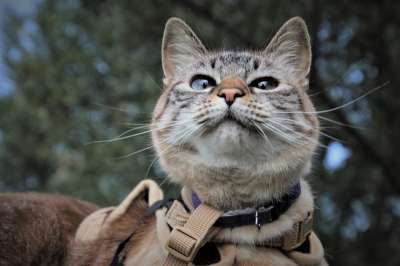 猫 蓬松的 头 小猫 外貌 自豪的 精致看 动物 可爱的猫