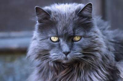 猫 灰色的 眼睛 猫的眼睛 灰猫 毛皮 毛茸茸的 国内的猫 小猫