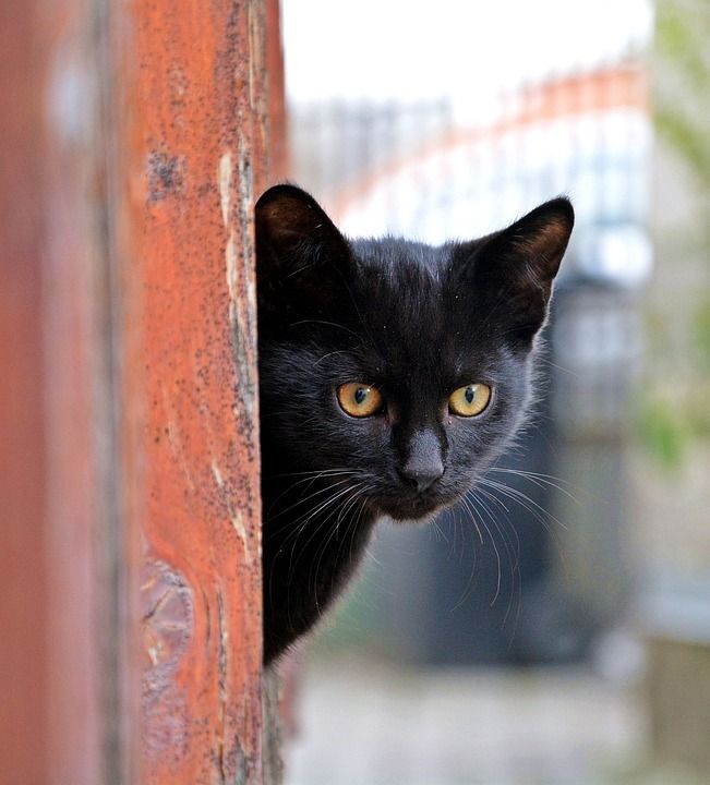 猫 动物 毛皮 可爱 小猫