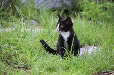 猫 小猫 宝贝猫 黑猫 宠物