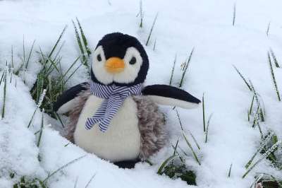 企鹅 填充玩具动物 冬天 雪 寒冷的 可爱的 企鹅 企鹅 企鹅