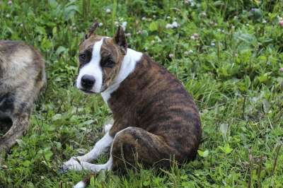 工作人员 斯塔福德 美国人 狗 Amstaff 动物 情绪 小猎犬