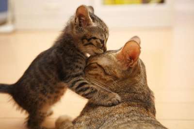 猫 母猫 小猫 爱 感情 后代 虎斑猫 猫猫 宠物 爱猫
