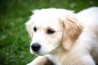 狗 哺乳动物 野生动物 小狗 年轻 金毛猎犬 家畜 可爱的