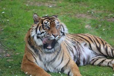 虎 动物园 捕食者 自然 猫 肉食的 哺乳动物 危险 丛林