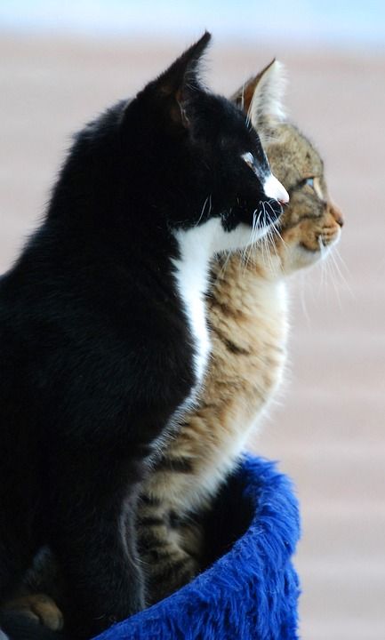 猫 家畜 猫脸
