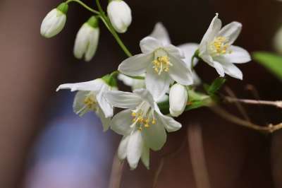 Ut 五月花灌木 花瓣 芽 细纹 白色的花 开花 春天 灌木