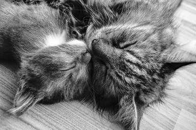 猫 小猫 宠物 家庭 幸福 黑和白 动物 一对