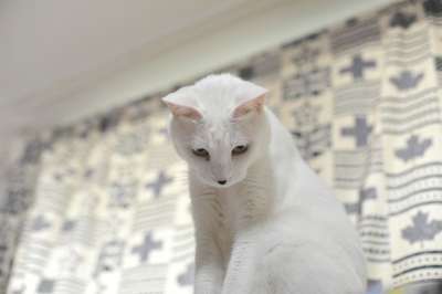 猫 动物 老虎 猫和 猫咪 可爱的 山猫