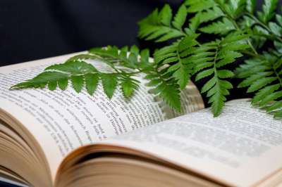 一本书 读 倾斜的 学习 训练 植物 绿色的植物 蕨类 培训